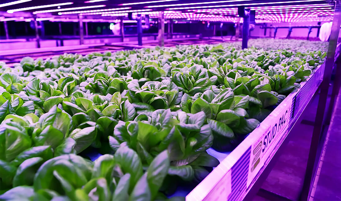 Why Agritech startups can redefine VC investments in MENA in 2020? Why Agritech startups can redefine VC investments in MENA in 2020?